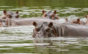 Kolumbia walczy z „hipopotamami Escobara”