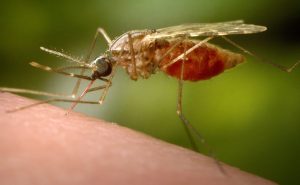 Eksperci ostrzegają przed wyjątkowo uciążliwym sezonem komarów