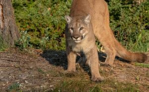 Alarm na Mazowszu. W lasach może grasować puma