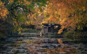 Ukryte Chicago – Alfred Caldwell Lily Pool